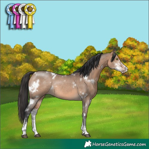Horse Color:White Spotted Brown Dun Sabino Rabicano 