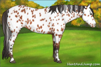 Horse Color:Bay Tobiano Near Leopard 