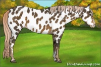 Horse Color:Chocolate Palomino Sabino Near Leopard 
