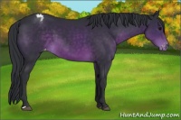 Horse Color:Brown Appaloosa 