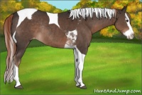 Horse Color:Liver Chestnut Sabino Splash Tobiano Appaloosa Rabicano 