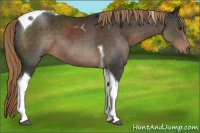 Horse Color:Liver Chestnut Tobiano 