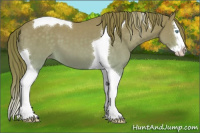 Horse Color:Perlino Splash Tobiano 