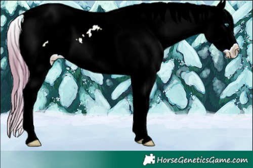 Horse Color:Watercolor White Spotted Smoky Grullo Ice Pearl Blanket