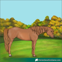 Horse Color:Chestnut 