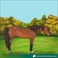 Horse Color:Bay 