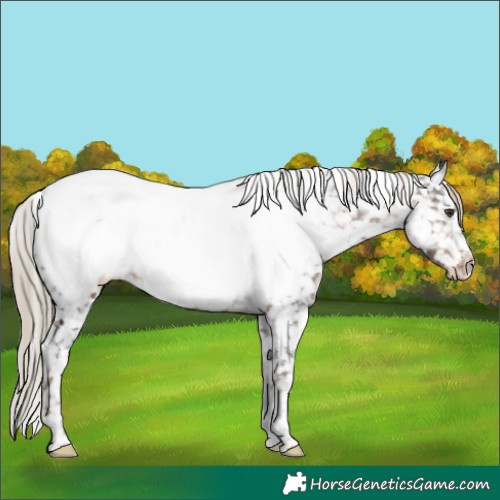 Horse Color:Liver Chestnut Tobiano Appaloosa 