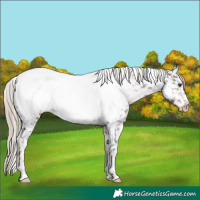 Horse Color:Liver Chestnut Tobiano Appaloosa 