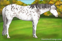 Horse Color:Liver Chestnut Ice Sabino Near Leopard 