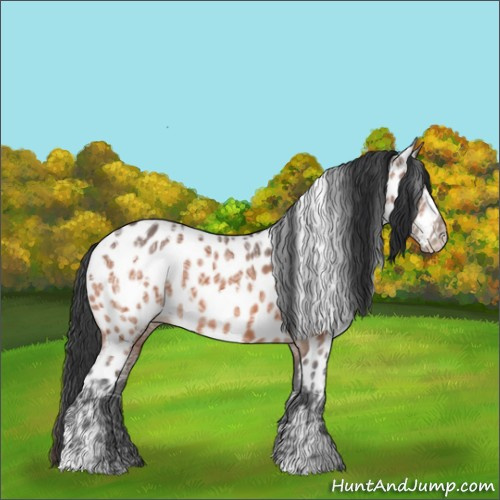 Horse Color:Bay Ice Appaloosa 