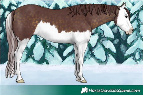 Horse Color:Chocolate Buckskin Sabino Splash 