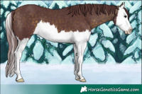 Horse Color:Chocolate Buckskin Sabino Splash 