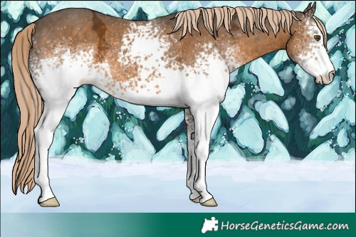 Horse Color:White Spotted Chocolate Palomino Ice