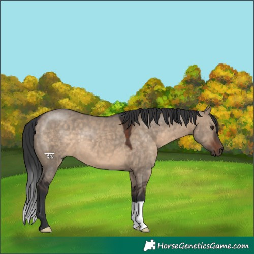 Horse Color:Brown Dun 
