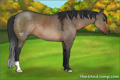 Horse Color:Brown Dun
