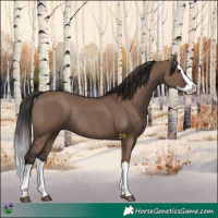 Horse Color:Liver Red Dun Splash Rabicano 