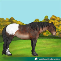 Horse Color:Brown Tobiano Snowcap 
