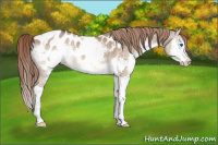 Horse Color:Liver Red Dun Splash Tobiano Blanket
