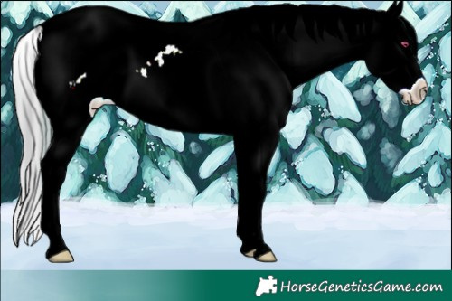 Horse Color:Plaid  White Spotted Brown Chinchilla Appaloosa 