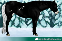 Horse Color:Plaid  White Spotted Brown Chinchilla Appaloosa 