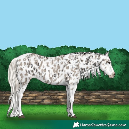 Horse Color:Smoky Black Tobiano Appaloosa  and Silver Smoky Blue Roan Splash Tobiano Appaloosa 