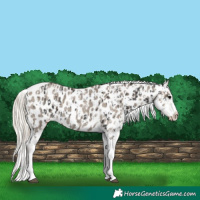 Horse Color:Smoky Black Tobiano Appaloosa  and Silver Smoky Blue Roan Splash Tobiano Appaloosa 