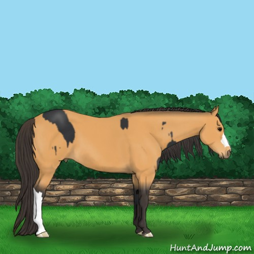 Horse Color:Black  and Buckskin 