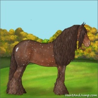 Horse Color:Liver Chestnut Appaloosa 