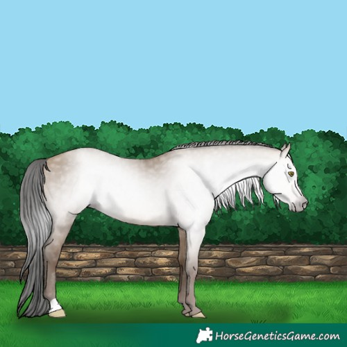 Horse Color:Gray Sable Champagne Dun 