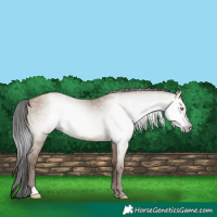 Horse Color:Gray Sable Champagne Dun 