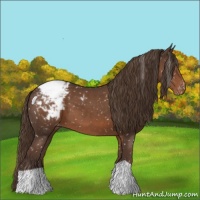 Horse Color:Liver Chestnut Appaloosa 