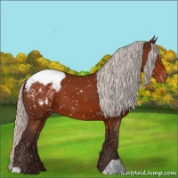 Horse Color:Silver Brown Appaloosa 
