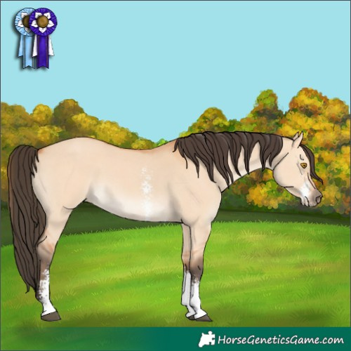 Horse Color:Bay Dun Sabino 