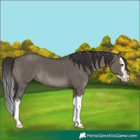 Horse Color:Smoky Grullo Sabino Splash 