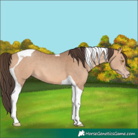 Horse Color:Amber Champagne Tobiano