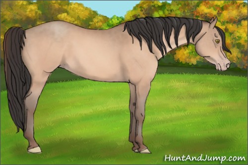 Horse Color:Sable Champagne 
