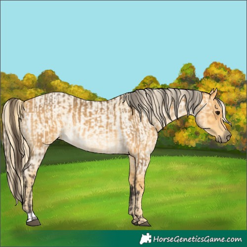 Horse Color:Buckskin  and Palomino Roan 