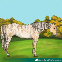 Horse Color:Buckskin  and Palomino Roan 