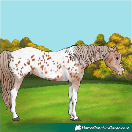 Horse Color:Chestnut Tobiano Frame Appaloosa 