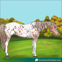 Horse Color:Chestnut Tobiano Frame Appaloosa 