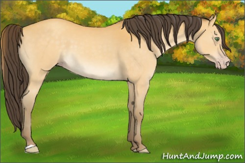 Horse Color:Amber Cream Champagne 