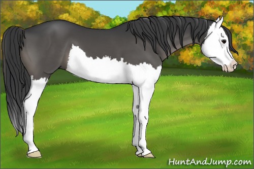 Horse Color:Black Splash 