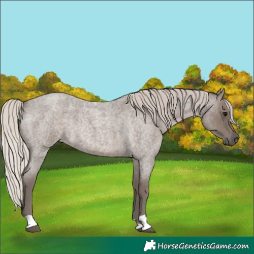 Horse Color:Silver Blue Roan 
