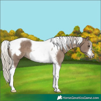 Horse Color:Silver Black Tobiano Frame 