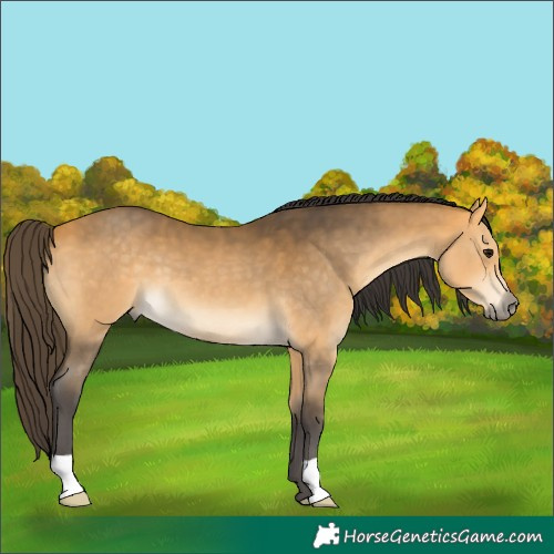Horse Color:Buckskin 