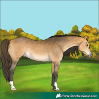 Horse Color:Buckskin 