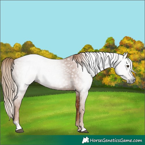 Horse Color:Unknown 