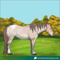 Horse Color:Bay Dun Sabino Varnish 