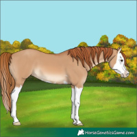 Horse Color:Red Dun Splash 