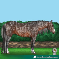 Horse Color:Silver Brown Varnish Rabicano  and Brown 